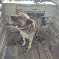 سگ سرابی نگهبانی