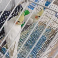 عروس هلندی مولد لوتینو . دوکت آلبینو|پرنده|بندر کنگان, |دیوار