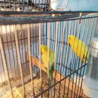 مرغ عشق جفت سلامت|پرنده|اسلام‌شهر, شهرک امام حسین (میان آباد)|دیوار