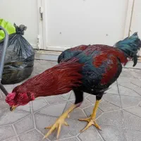 خروس لاری