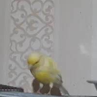 جوجه قناری نر ۶ماهه