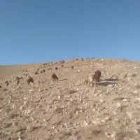 بره نر|حیوانات مزرعه|سرولایت, |دیوار