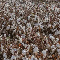 اجاره دادن شیش هکتار زمین زراعی در محدوده تکله