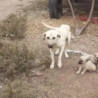 سگ ساده ولی نگهبان ماده