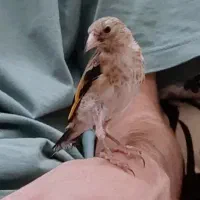 سهره نر قفسی