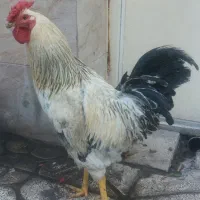 مرغ و خروس محلی