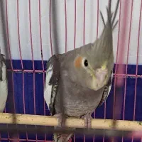 عروس نر