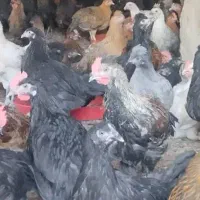 مرغ وجوجه محلی|حیوانات مزرعه|دیلم, |دیوار