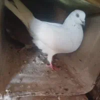 گم شده کبوترسفید