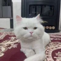 گربه خانگی|گربه|ارومیه, |دیوار