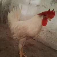 2تا خوروس