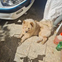 سگ چاوچاو|سگ|محلات, |دیوار