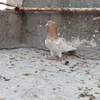 فروش خروس محلی .تخم مرغ .کبوتر رنگه نر