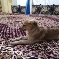 سگ پا کوتاه|سگ|بندرعباس, |دیوار