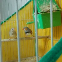 یک جفت فنج سالم