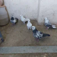 کبتور