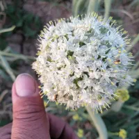 بذر پیاز فلات