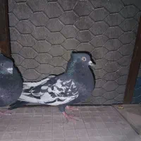 کفتر|پرنده|داراب, |دیوار