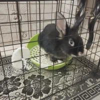 واگذاری خرگوش لوپ ماده