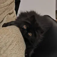 گربه پرشین ماده|گربه|رودسر, |دیوار