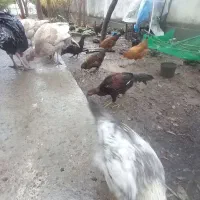 مرغ وخروس|حیوانات مزرعه|جلین, |دیوار