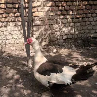 لیک خارجی|حیوانات مزرعه|سرخنکلاته, |دیوار