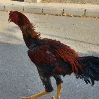 خروس لاری و مرغ لاری