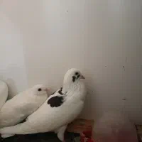 جفت کبوتر بلژیکی
