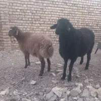 بره نر هترو