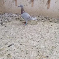 کفتر سوسکی وکرمونی