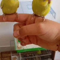 مرغ عشق