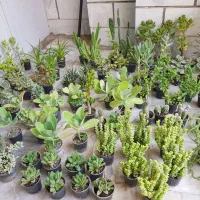 گیاهان مقاوم و پرریشه
