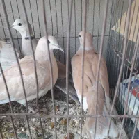 کبوتر خانگی|پرنده|زابل, |دیوار