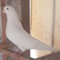 کبوتران وماده