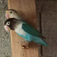 چوب و کوتوله معاوضه هم میشود با عروس