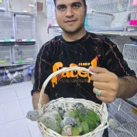 خرید و فروش گرینچیک