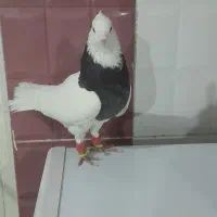 کبوتر|پرنده|شوش, |دیوار