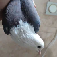 کفتر کل سفید یا کربلایی مهر فروش و معاوضه|پرنده|قنوات, |دیوار