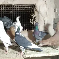 کفتر پرشی|پرنده|مشهد, ابوذر|دیوار