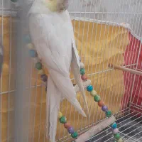 عروس هلندی|پرنده|تربتحیدریه, سیلوی گندم|دیوار