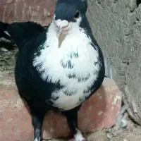 ریش گلاب