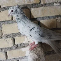 کبوتر کوهی دم سفید