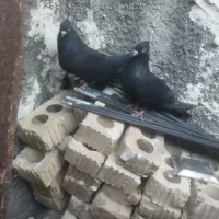 یک جفت زاغ سرحال ومرغ عشق.لنده