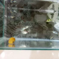 ماهی نژاد گوپی