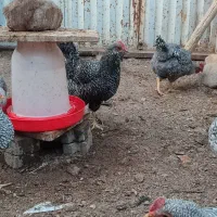 خروس پلیموت اموک|حیوانات مزرعه|باسمنج, |دیوار