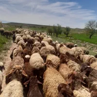 میش|حیوانات مزرعه|چناران, |دیوار