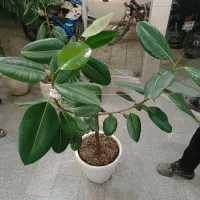 گل فیکوس