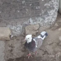کبوتر