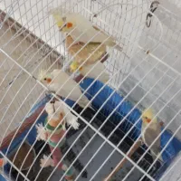 عروس هلندی|پرنده|رشت, پیرکلاچای|دیوار
