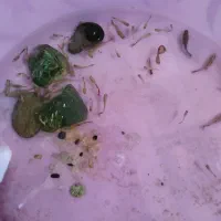 ماهی کپی اکواریوم وپمپ